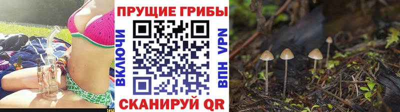 Купить закладки  Исилькуль  Галлюциногенные грибы Psilocybine cubensis 