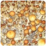 Псилоцибиновые (галлюциногенные)  грибы Psilocybin "Golden Teacher" в Исилькуле