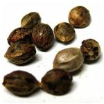 Семена марихуаны АК-47  (Seeds AK-47) в Исилькуле
